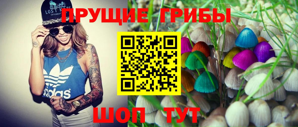 Псилоцибиновые грибы Psilocybe Славгород