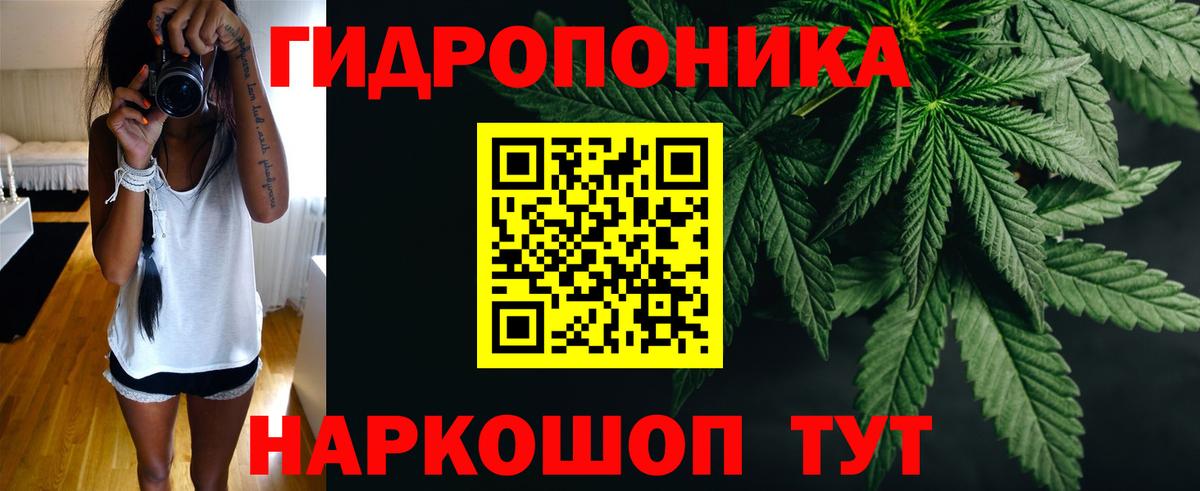 Каннабис OG Kush Славгород